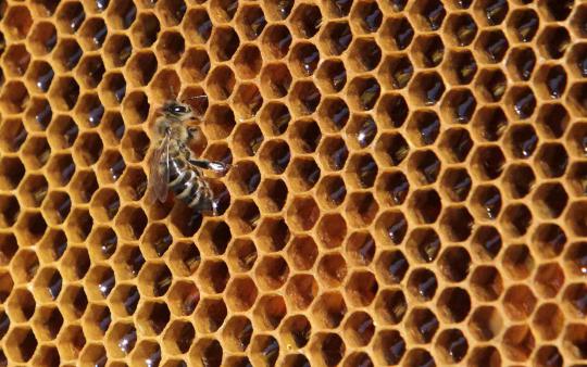 Pria ini pantau kadar polusi udara melalui lebah dan madu