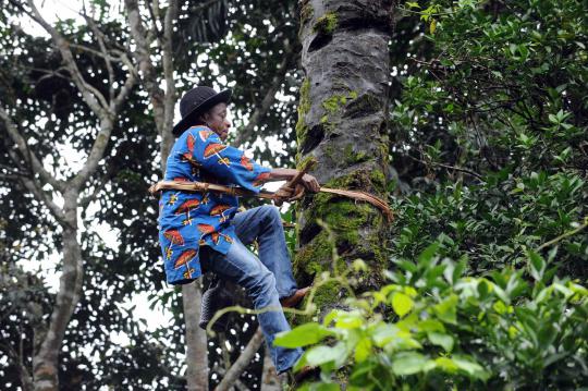 Mengenal Ogogoro, tuak tradisional asal Nigeria