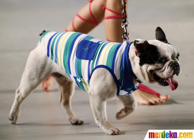 Foto : Anjing lucu ini dampingi model cantik di catwalk 