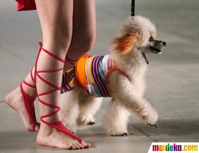 Foto : Anjing lucu ini dampingi model cantik di catwalk 