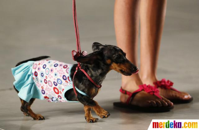 Foto : Anjing lucu ini dampingi model cantik di catwalk 