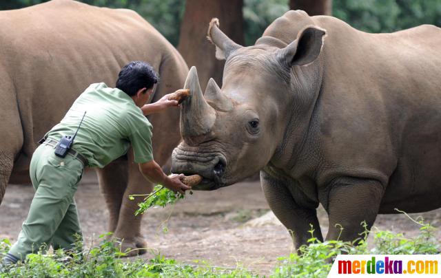 Foto : Peringatan Hari Badak se-dunia merdeka.com