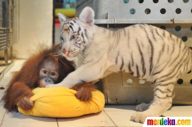 manusia dimakan harimau di sibuhuan Foto Lucunya 4 bayi hewan bermain bersama merdeka com