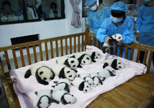 Lucunya bayi panda di Pusat Penangkaran Chengdu