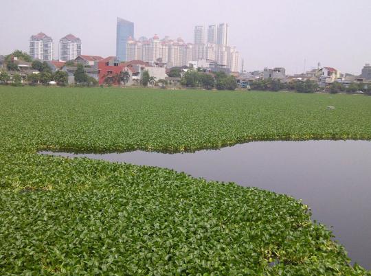 Ini Waduk Tomang Barat selanjutnya yang mau dinormalisasi Jokowi