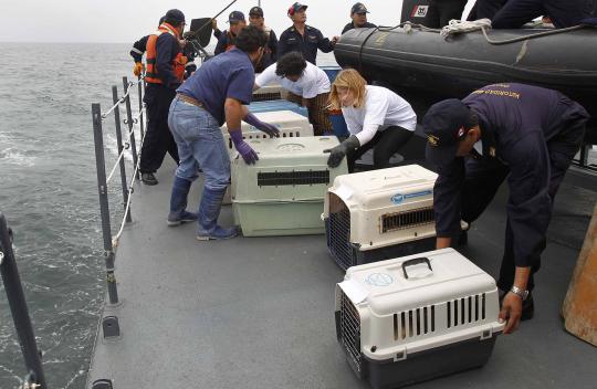 6 Singa laut kembali dilepaskan ke alam liar di Pulau Palomino