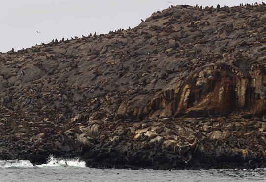 6 Singa laut kembali dilepaskan ke alam liar di Pulau Palomino