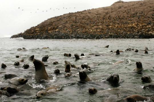 6 Singa laut kembali dilepaskan ke alam liar di Pulau Palomino
