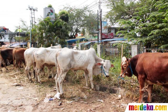 Foto : Jelang Idul Adha, pedagang hewan kurban jajakan 