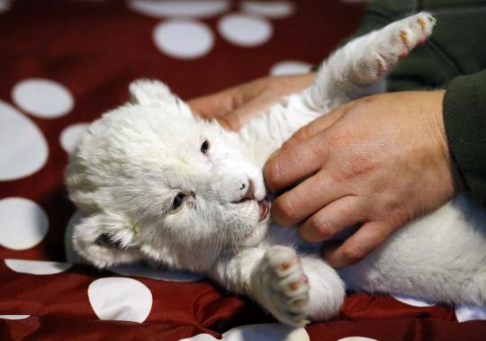 Lucunya bayi singa putih di Kebun Binatang Beograd