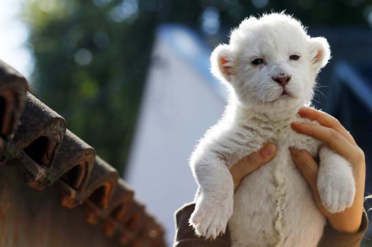 Lucunya bayi singa putih di Kebun Binatang Beograd