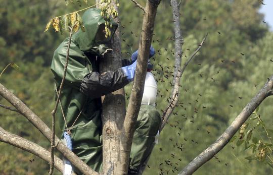 Wujud lebah raksasa yang membuat 42 warga China tewas