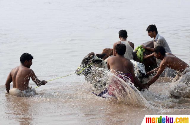 Foto : Tradisi mandikan hewan kurban jelang Idul Adha di 