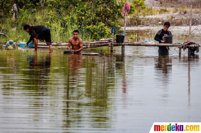 Foto : Gundulnya hutanku akibat nafsu penambang emas 