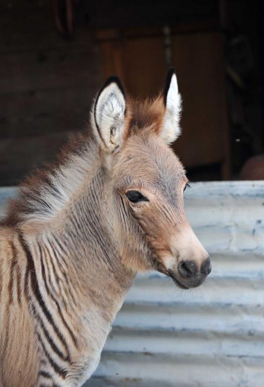 Lucunya Ippo, bayi persilangan zebra dan keledai