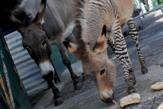 Lucunya Ippo, bayi persilangan zebra dan keledai