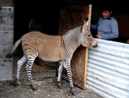 Lucunya Ippo, bayi persilangan zebra dan keledai