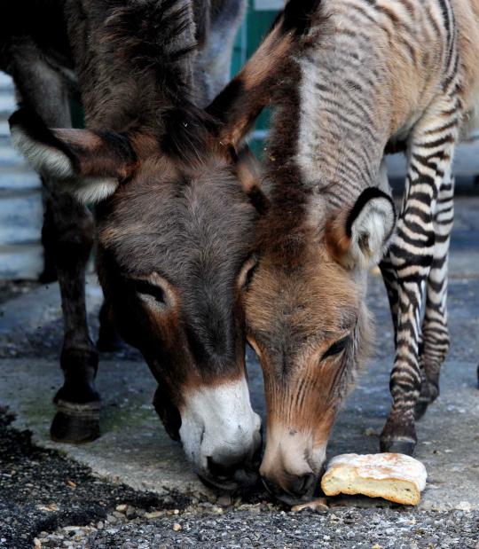 Lucunya Ippo, bayi persilangan zebra dan keledai