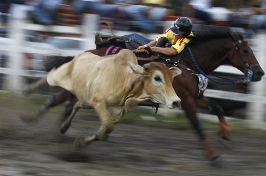 Aksi menegangkan koboi tangkap banteng di Festival Coleo