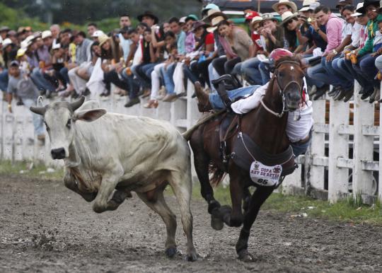 Aksi menegangkan koboi tangkap banteng di Festival Coleo