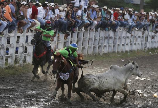 Aksi menegangkan koboi tangkap banteng di Festival Coleo