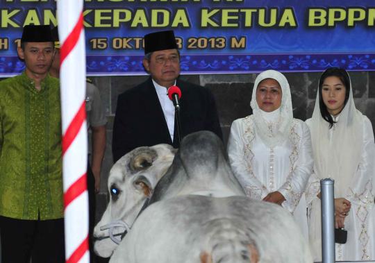Usai salat Id, SBY kurban sapi seberat 1 ton di Masjid Istiqlal