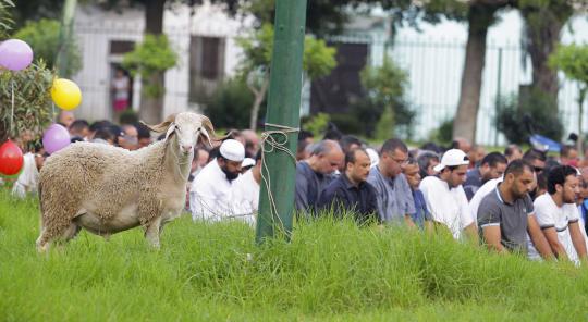 Melihat perayaan Idul Adha 1434 H di berbagai negara