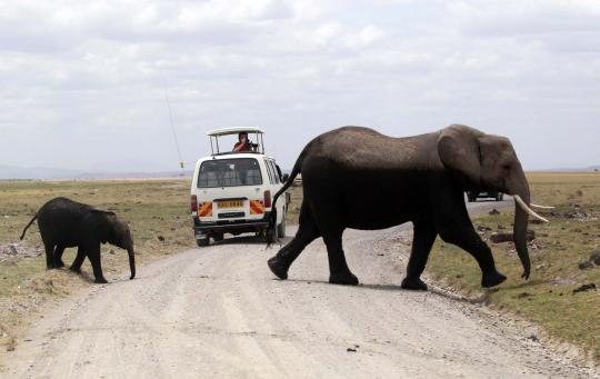 Menengok kehidupan kawanan gajah di kaki Gunung Kilimanjaro