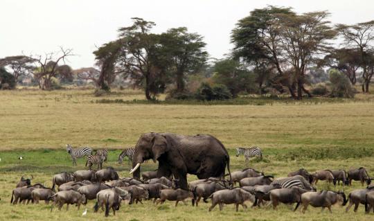 Menengok kehidupan kawanan gajah di kaki Gunung Kilimanjaro