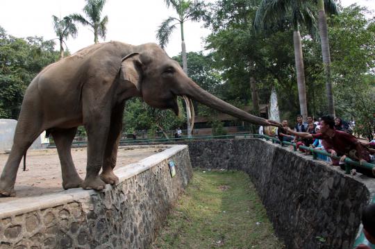 Dengan anggaran hingga Rp 500 M, Ragunan siap dipercantik Jokowi