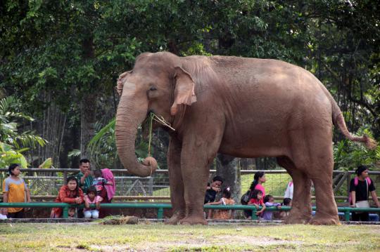 Dengan anggaran hingga Rp 500 M, Ragunan siap dipercantik Jokowi