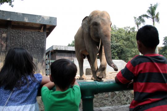 Dengan anggaran hingga Rp 500 M, Ragunan siap dipercantik Jokowi
