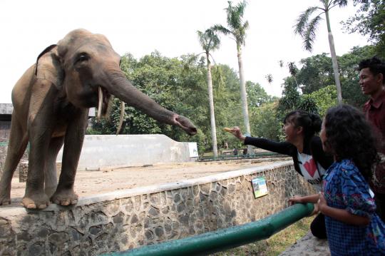 Dengan anggaran hingga Rp 500 M, Ragunan siap dipercantik Jokowi