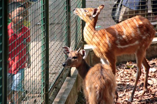 Dengan anggaran hingga Rp 500 M, Ragunan siap dipercantik Jokowi
