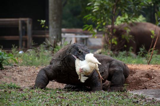 Dengan anggaran hingga Rp 500 M, Ragunan siap dipercantik Jokowi