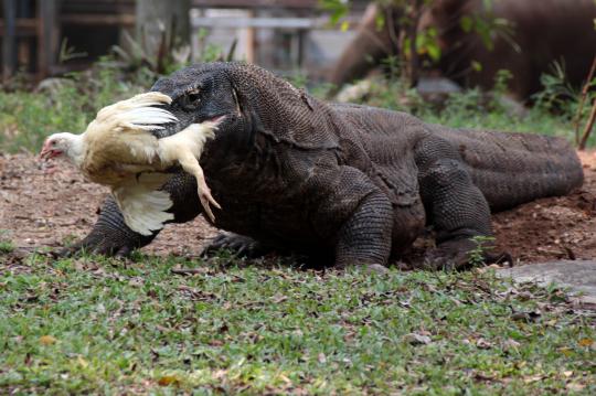 Dengan anggaran hingga Rp 500 M, Ragunan siap dipercantik Jokowi