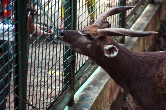 Dengan anggaran hingga Rp 500 M, Ragunan siap dipercantik Jokowi