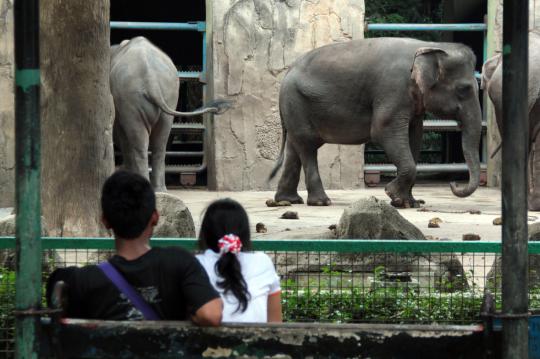 Dengan anggaran hingga Rp 500 M, Ragunan siap dipercantik Jokowi