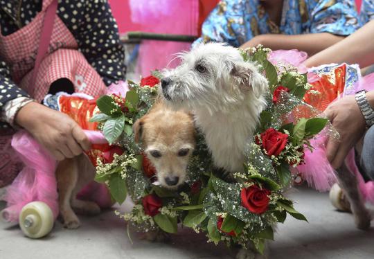 Unik, sepasang anjing yang selamat dari gempa ini dinikahkan