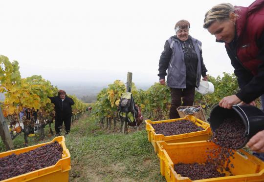 Mengunjungi ruang penyimpanan wine ratusan tahun di Hungaria