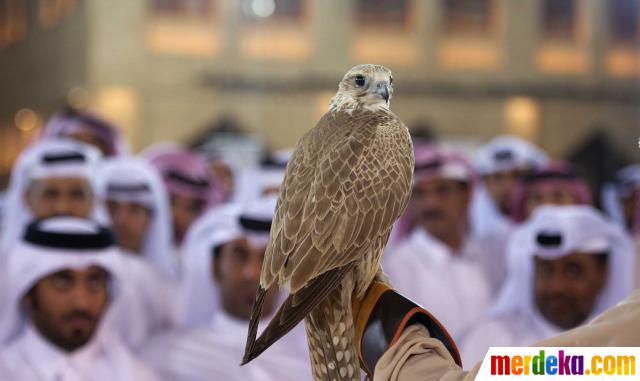 Foto Ratusan Elang Di Qatar Dilelang Dengan Harga Rp 60 Juta