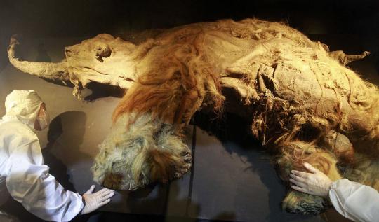Taiwan pamerkan bayi mammoth berusia 39.000 tahun
