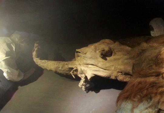 Taiwan pamerkan bayi mammoth berusia 39.000 tahun