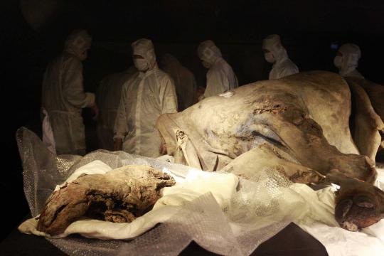 Taiwan pamerkan bayi mammoth berusia 39.000 tahun