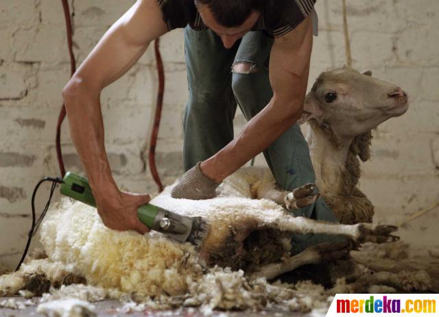 Foto Melihat pencukuran bulu domba  di Belarusia merdeka com