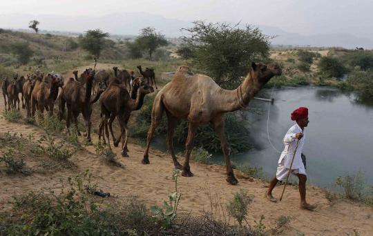 Foto Pushkar Fair Pameran Hewan Ternak Terbesar Di Dunia