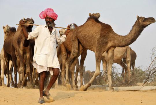 Pushkar Fair, pameran hewan ternak terbesar di dunia