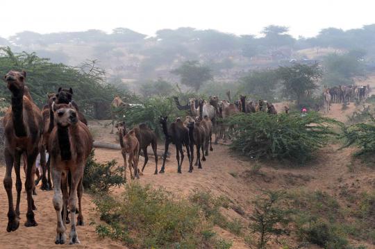 Pushkar Fair, pameran hewan ternak terbesar di dunia
