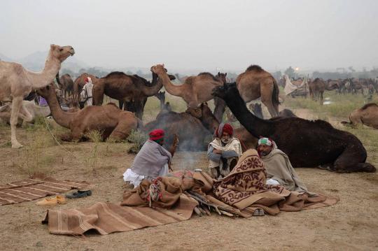 Pushkar Fair, pameran hewan ternak terbesar di dunia