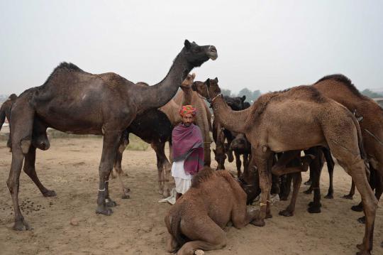 Pushkar Fair, pameran hewan ternak terbesar di dunia